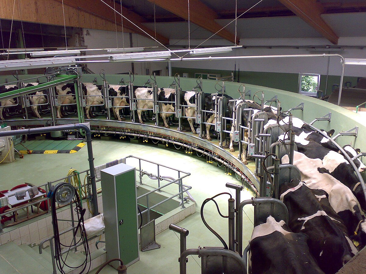 Dairy And Cattle Feed Plants